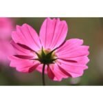 Canon RF-S 55-210mm f/5-7.1 IS STM Camera Lens - Image 5