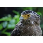 Canon RF-S 55-210mm f/5-7.1 IS STM Camera Lens - Image 7