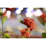Canon RF28-7028IS RF 28-70mm f/2.8 IS STM Lens - Image 8