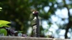 Freewell Circular Polarizer (CPL) Filter for DJI Osmo Pocket 3 - Image 3